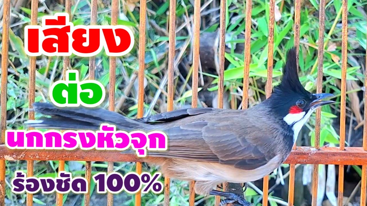 เสียงนกกรงหัวจุกร้องเพลงเพราะๆ เสียงร้องเพลงไพเราะติดหูมาก เปิดให้นกของคุณฟังและร้องเพลงตามกันเลย