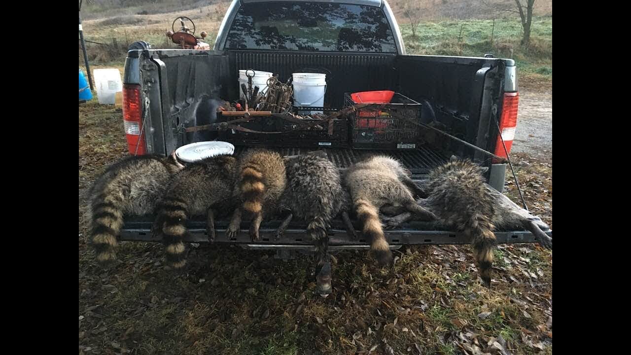Pocket/pvc pipe set for raccoons