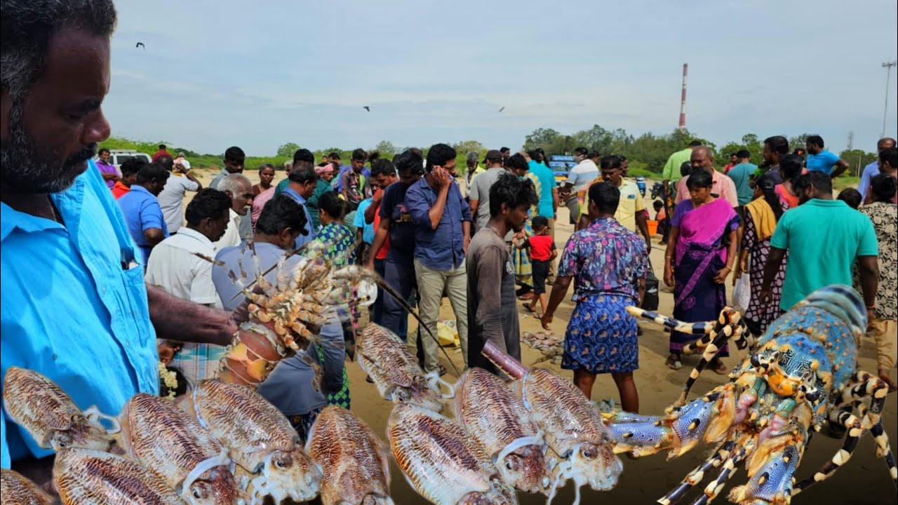 சிங்கி இறால் கணவாய் விலை குறைந்துவிட்டது Singy shrimp squid prices have dropped