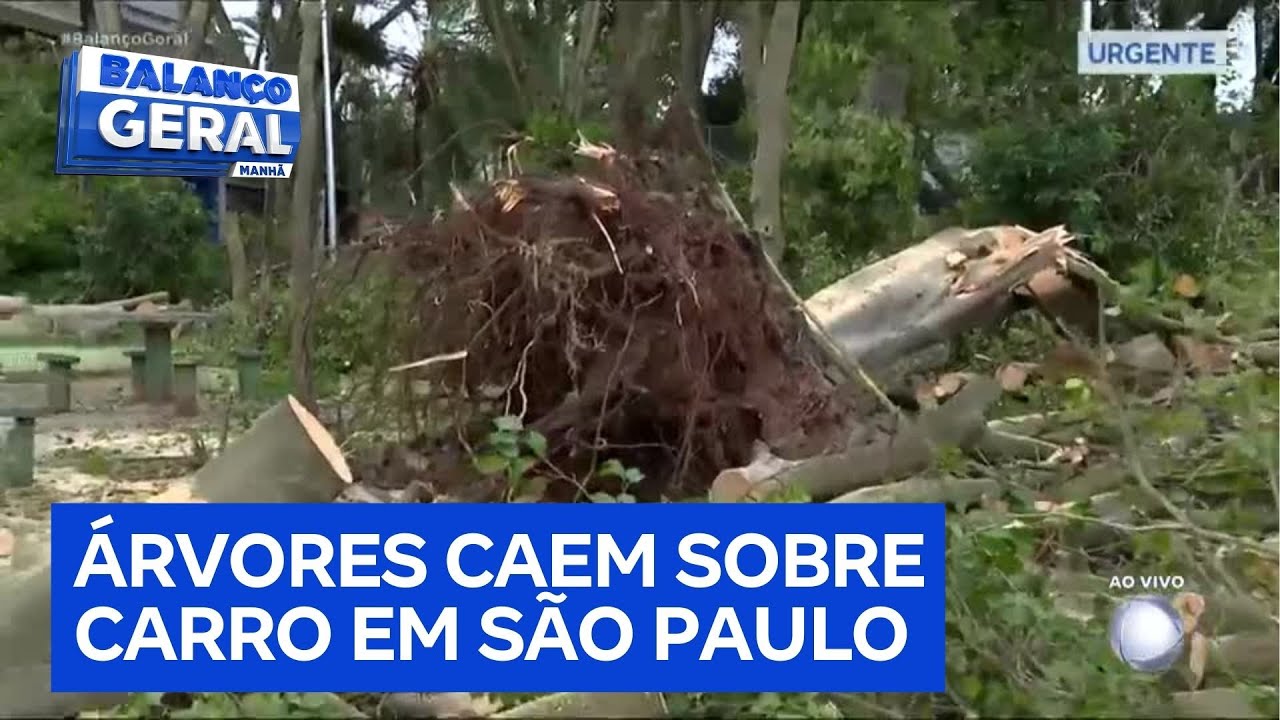Árvores de grande porte desabam sobre carro na zona leste de SP