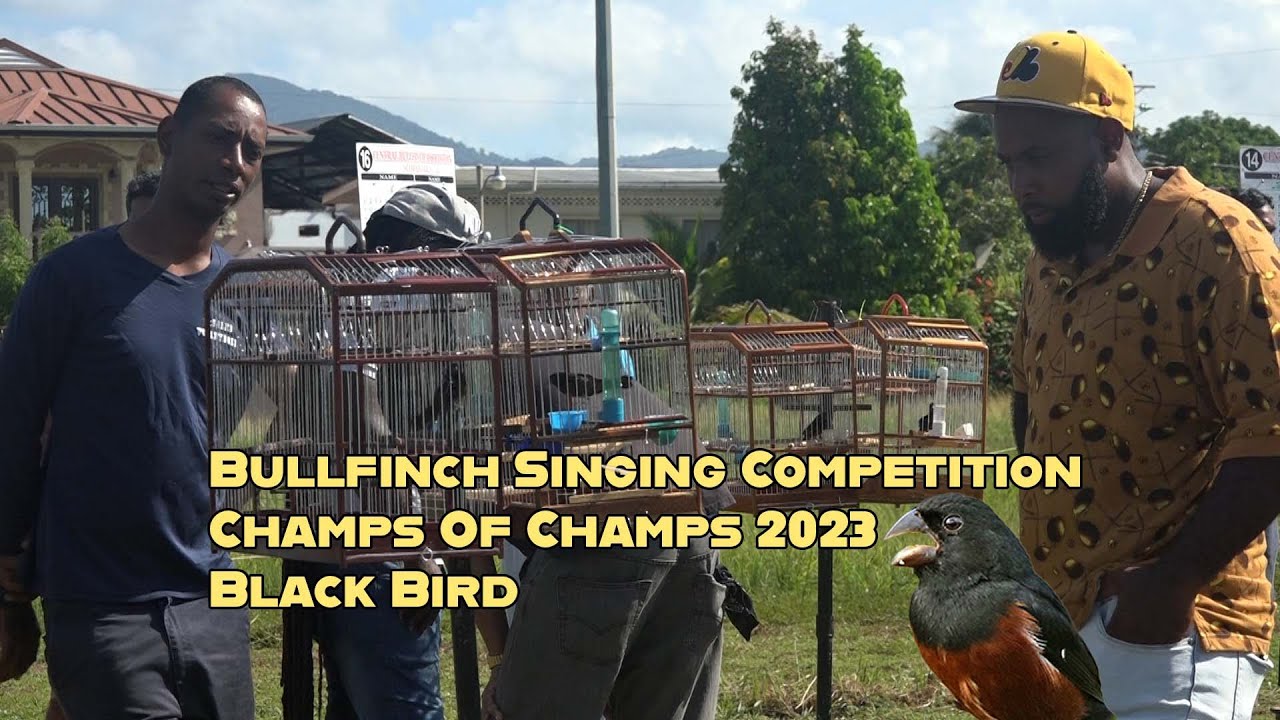 Bullfinch Singing Competition  Champs Of Champs 2023 Black Bird