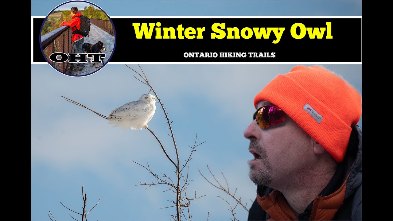 Ontario Winter Snowy Owl Flying And Hunting In 4K