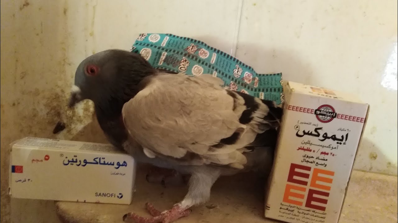 علاج روشة الحمام فى اربع ايام علاج بسيط جدا. مفاجاة