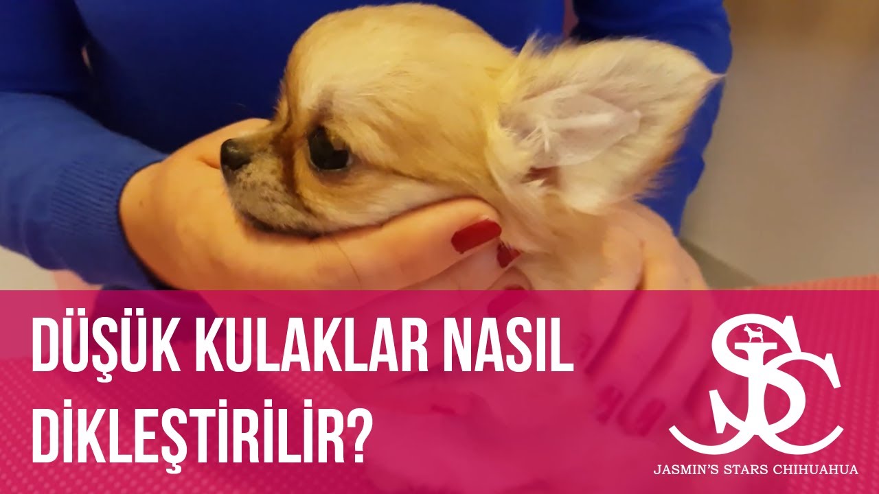 DÜŞÜK CHIHUAHUA KULAKLARI  2 - CHIHUAHUA  EAR STRAIGHTENING  - JASMIN'S STARS CHIHUAHUA 🐶🐕