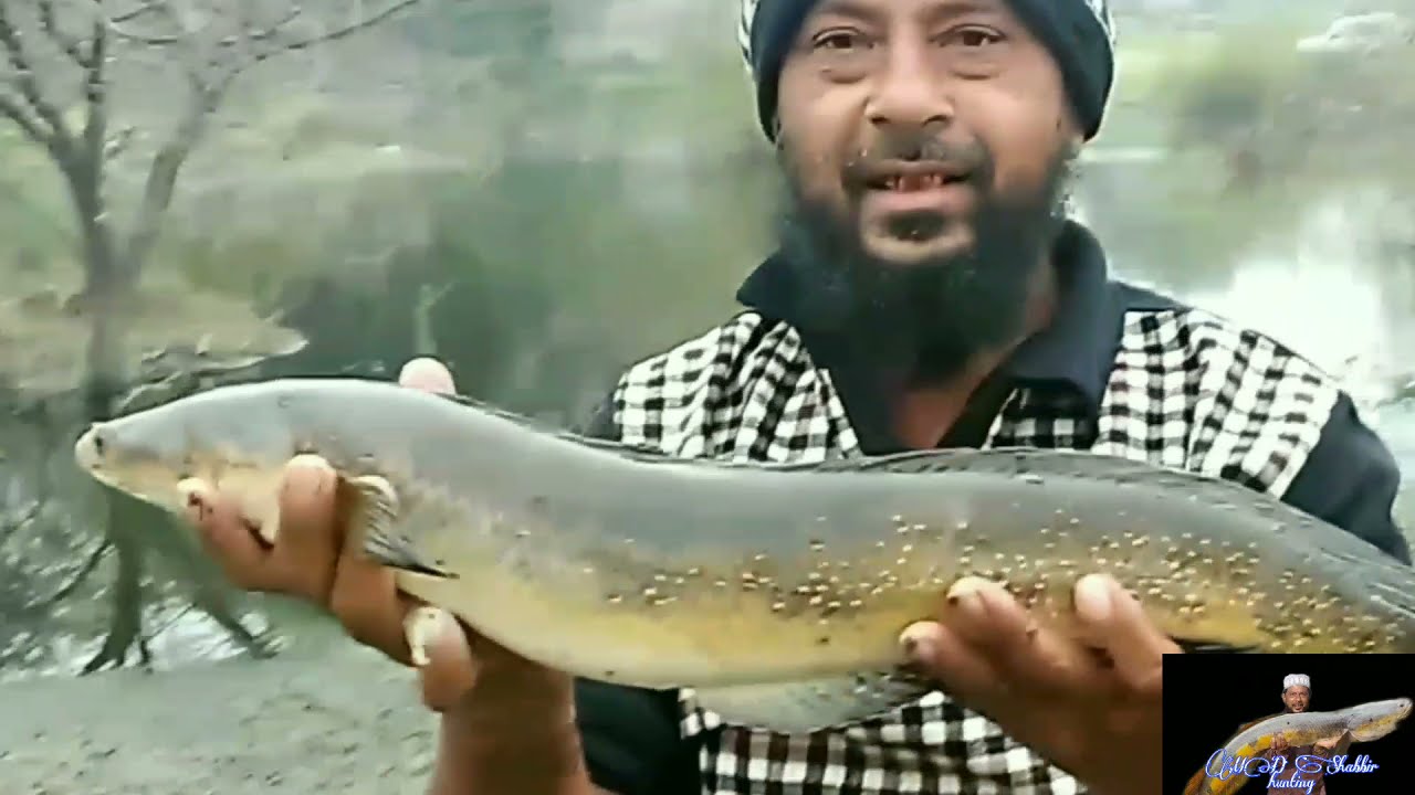 snakehead fish catching video big full maral Doore se machli Kaise pakde