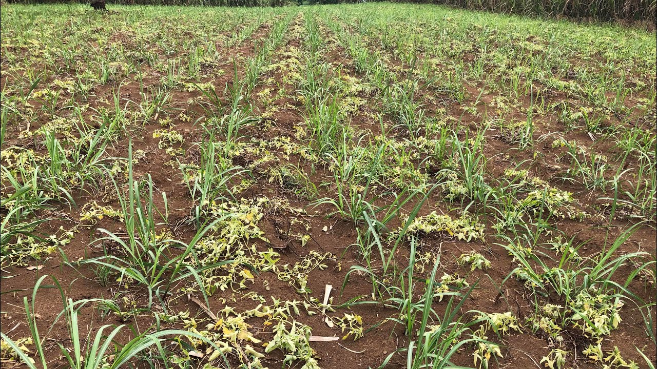 Sugarcane Variety 272 | Herbicide Application