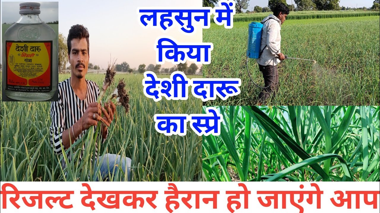 लहसुन में देशी दारू का स्प्रे करना चाहिए या नहीं || Lahsun Me Desi Daru Ka Spray || Lahsun Ki Kheti