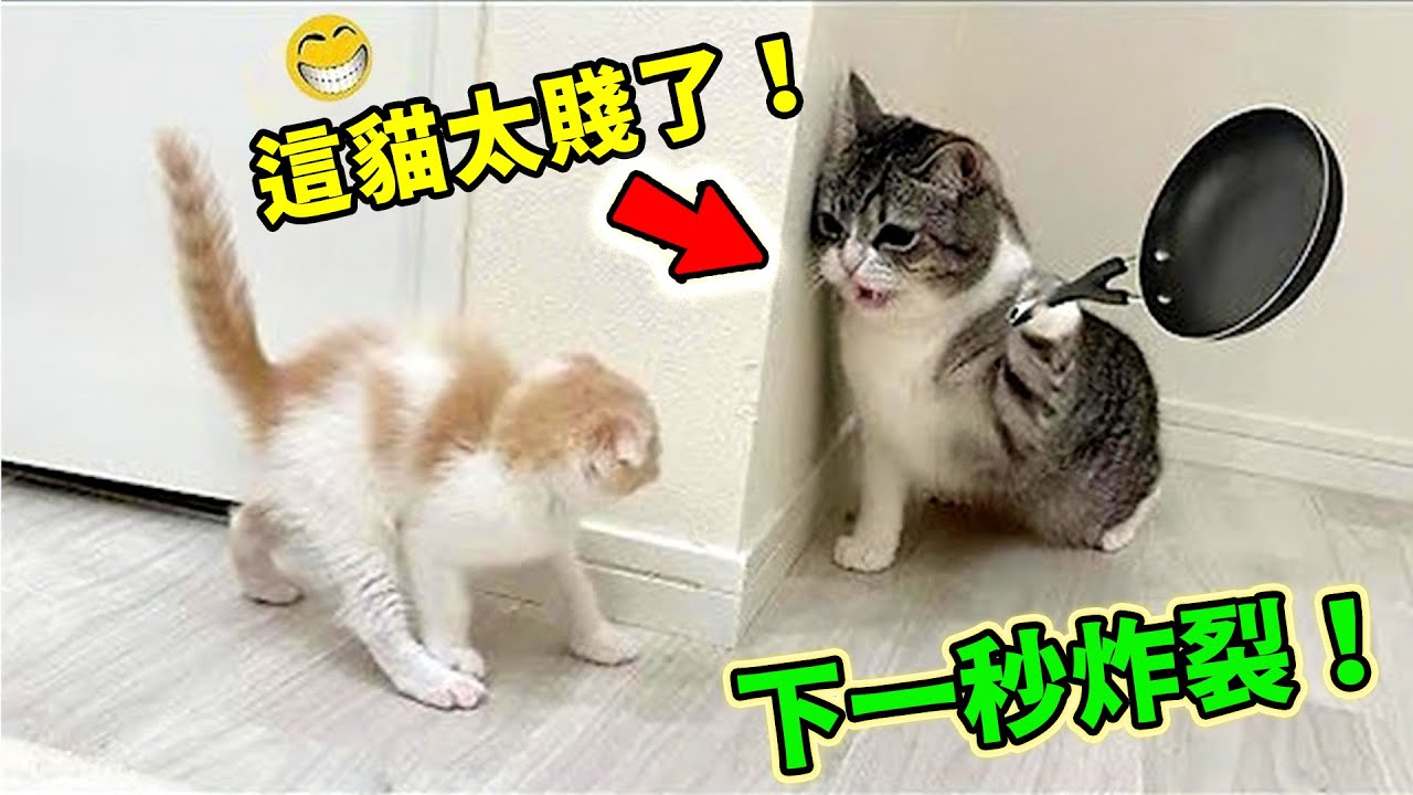 笑瘋！這些動物太賤了！最無敵的當屬第一名，賤得堪比Bug，行為根本不屬於這個物種！