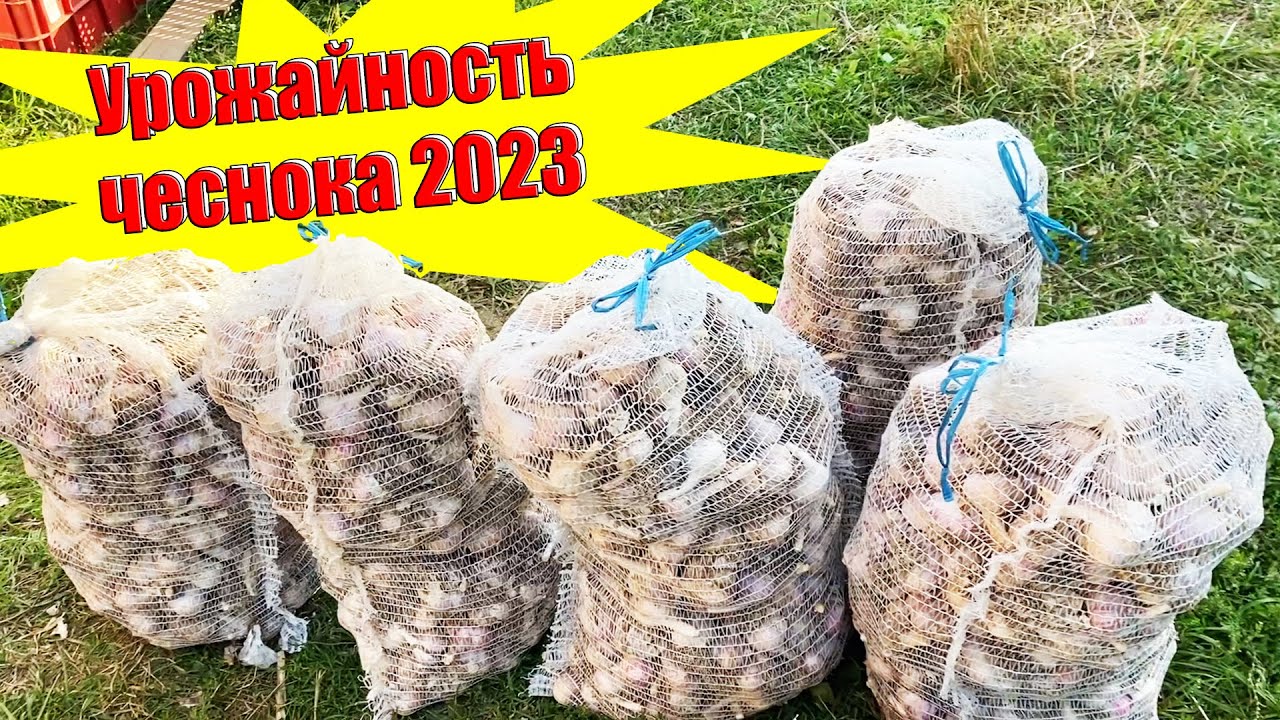 Урожайность чеснока в 2023 году на примере сортов Любаша и Богатырь.