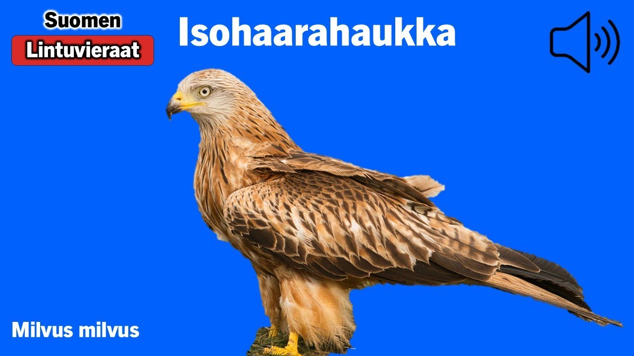 Isohaarahaukka - Milvus milvus - Red Kite - röd glada - MILMIL