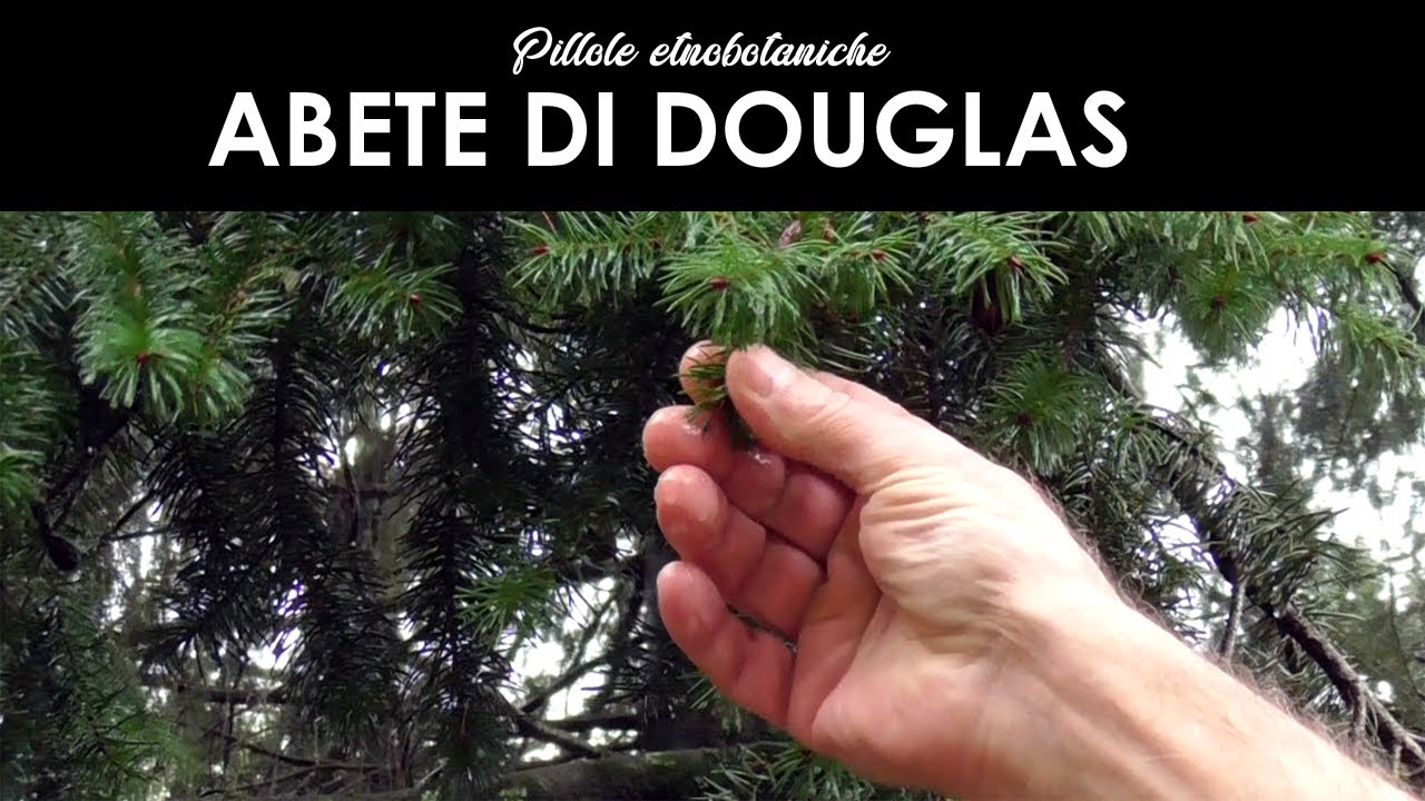 PILLOLE ETNOBOTANICHE - L' Abete di Douglas