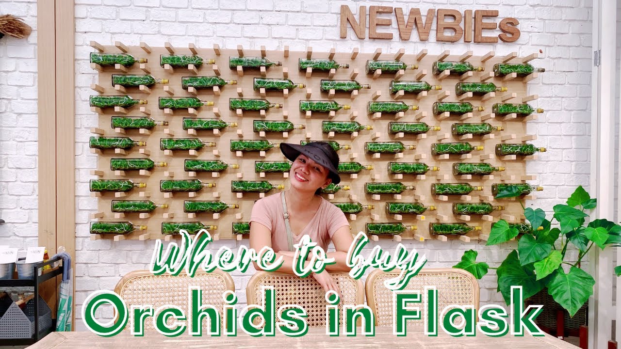 WHERE TO BUY ORCHIDS IN FLASK || AIR ORCHIDS FARM,SUPERMARKET,CAFE AND LABORATORY