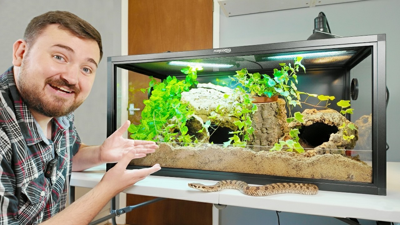 Hognose Snake Setup for Beginners!