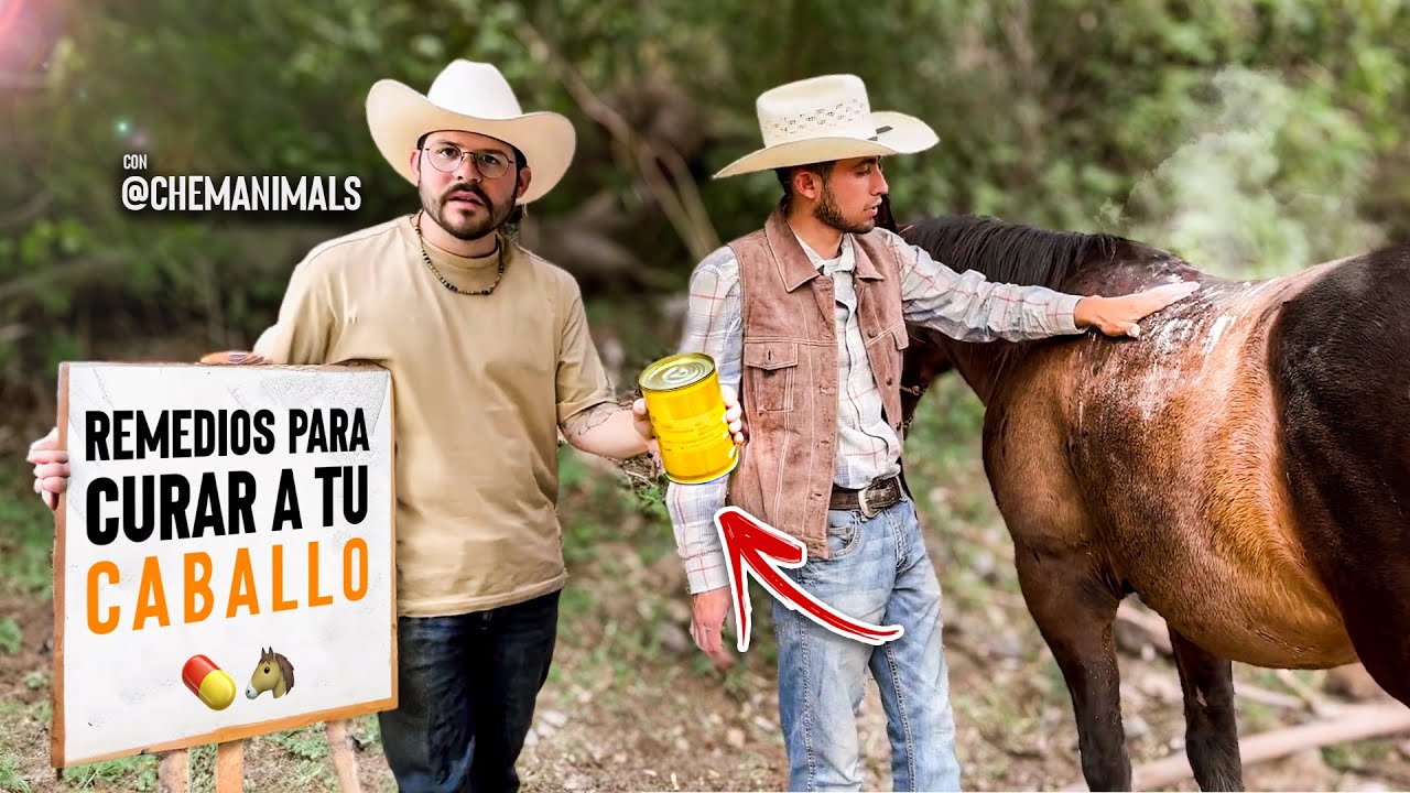 REMEDIOS CASEROS para cuidar y curar a tu CABALLO | Chemanimals y sus remedios artesanales…