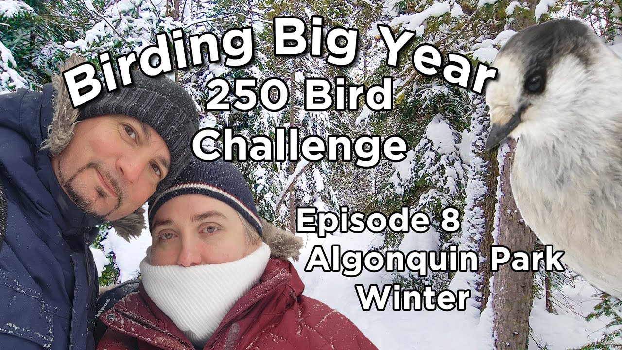 Birding Big Year 250 Bird Challenge 2023 Algonquin Park Ep 8