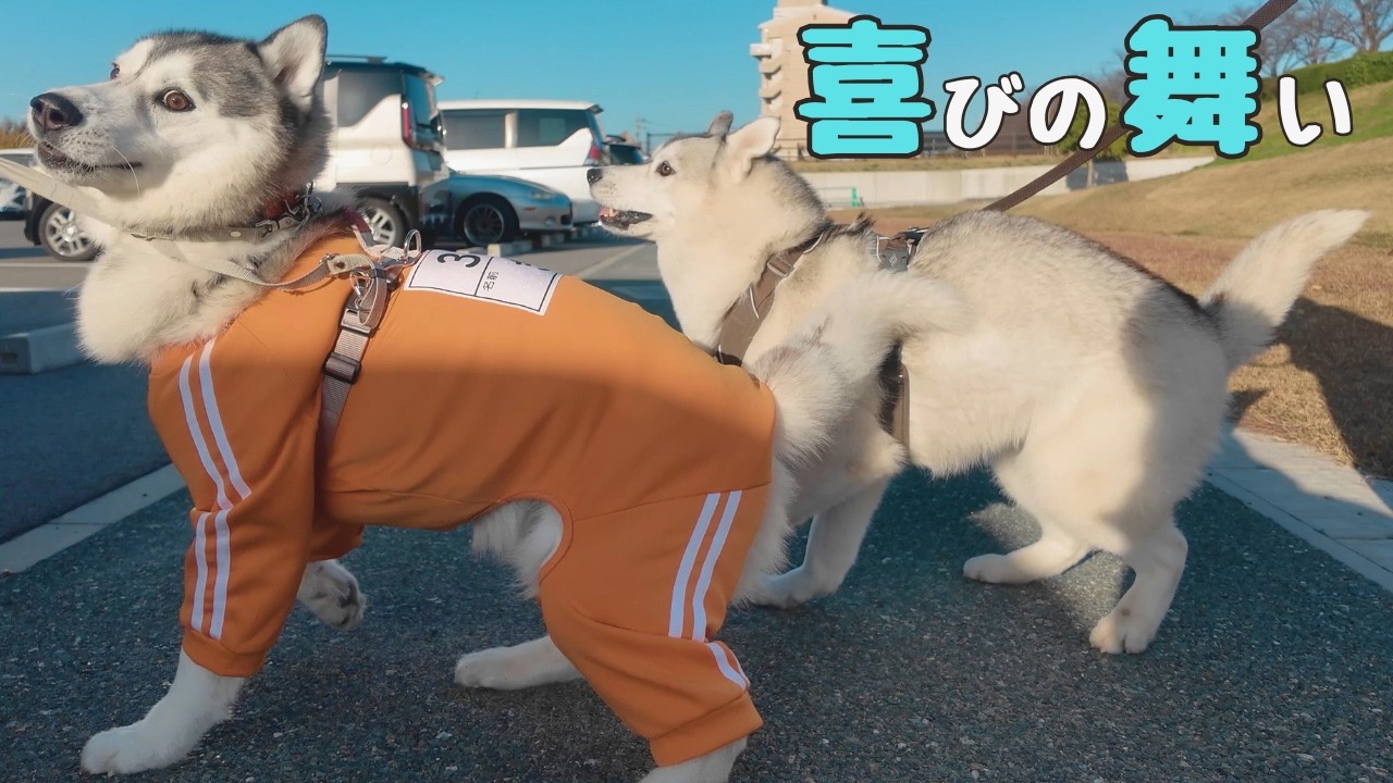 仲良しのハスキー犬と会ったらテンション爆上がり！まるで喜びの舞い！
