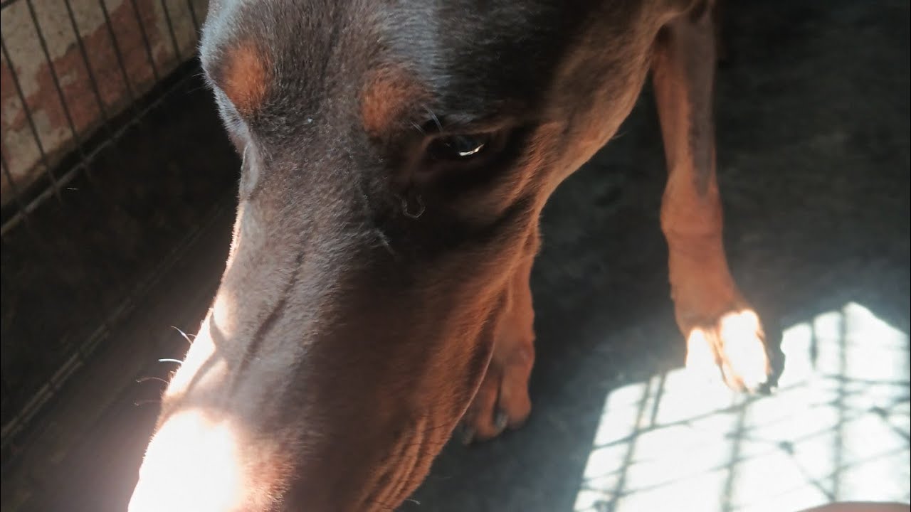 I love dogs channel oven morning live