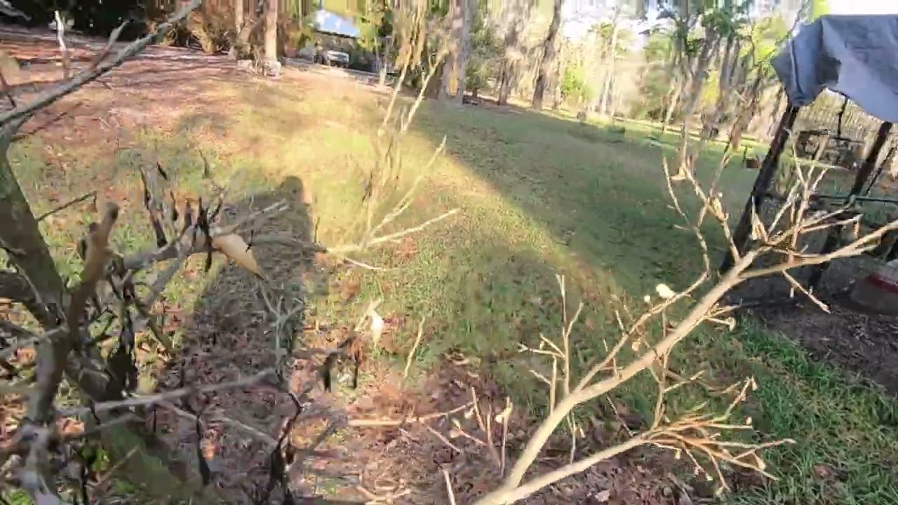 Flame Grapefruit coming back to life