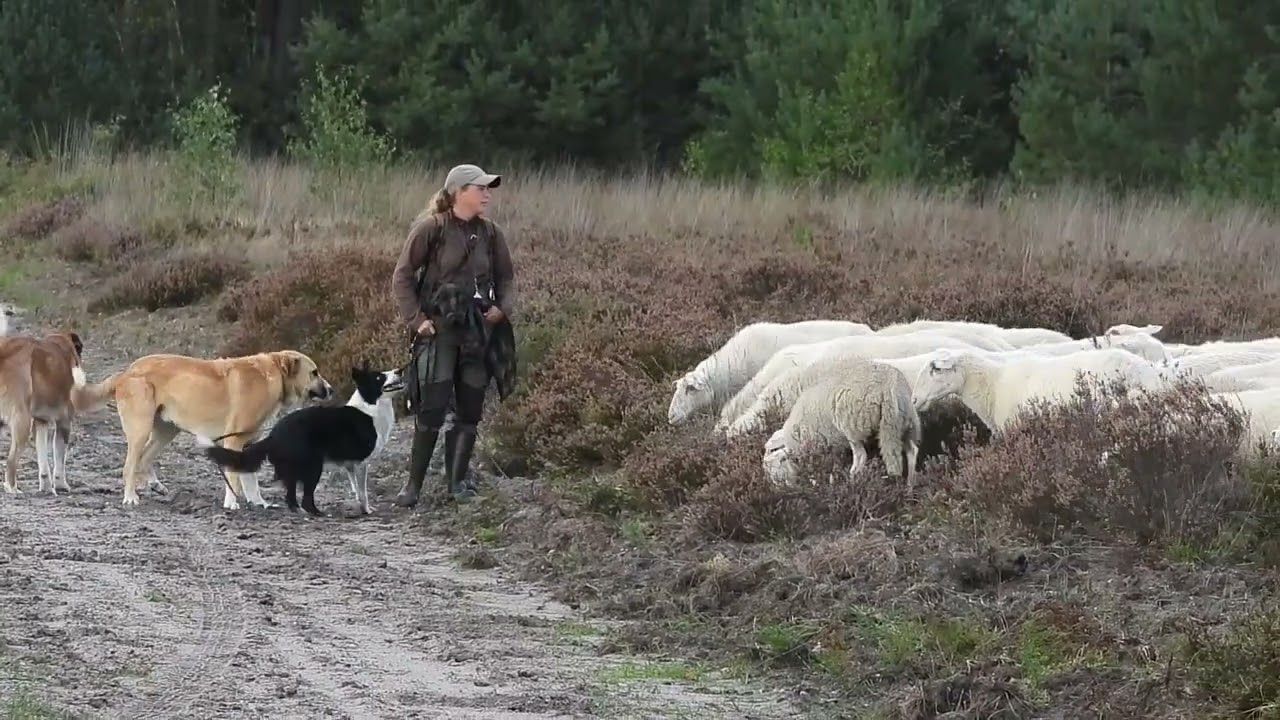 Schaapskudde op de Tongerense Heide 🐑🌿 | Levend landschap in actie | Natuur met Peter