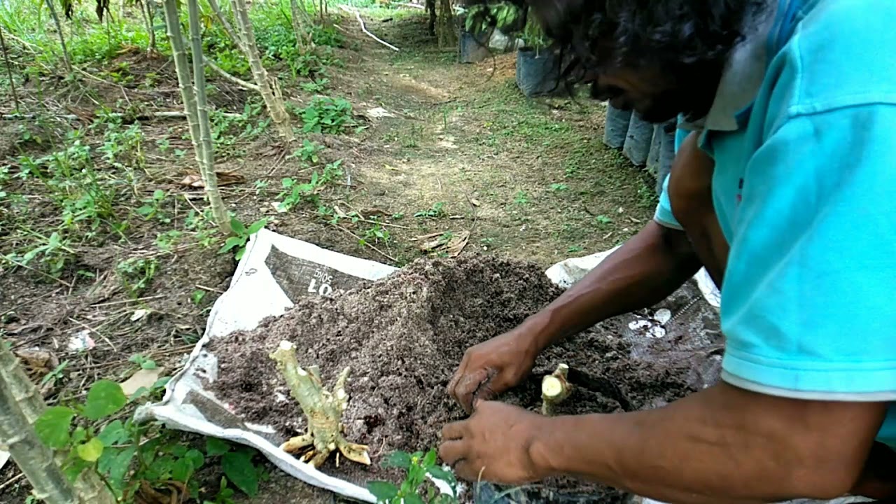cara menanam bahan bonsai dongkelan anting puteri