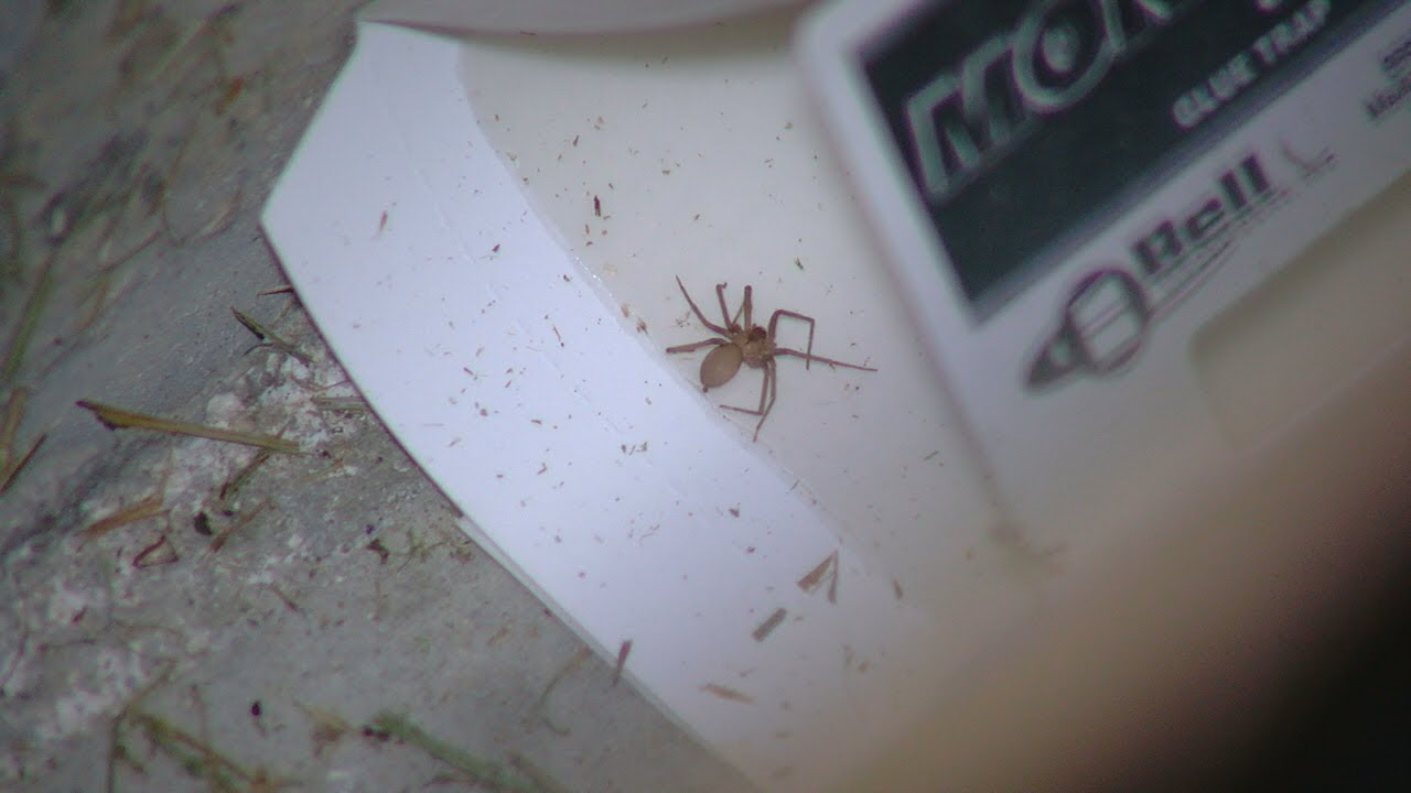 Kentucky family finds dozens of brown recluse spiders in home