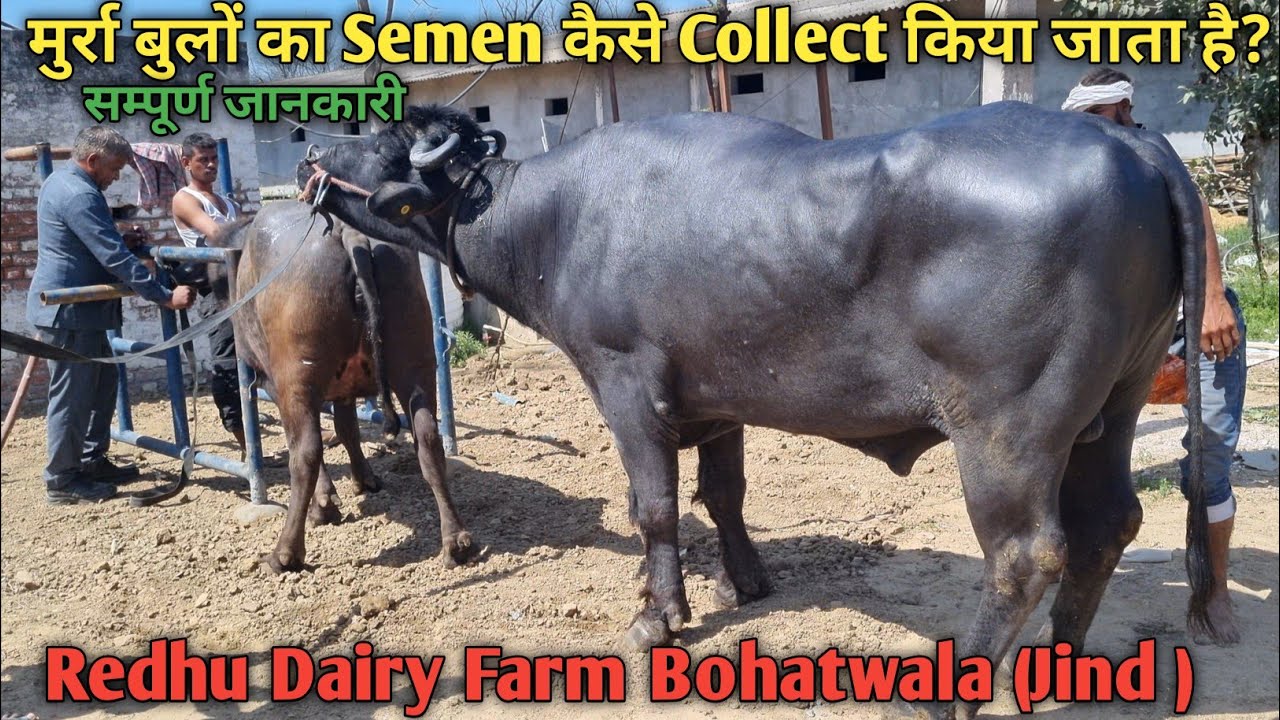 Redhu Dairy Farm में मुर्रा बुलों के Semen कैसे Collect किये जाते हैं। सम्पूर्ण जानकारी।#semen