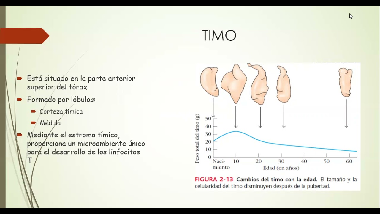 Linfocitos T