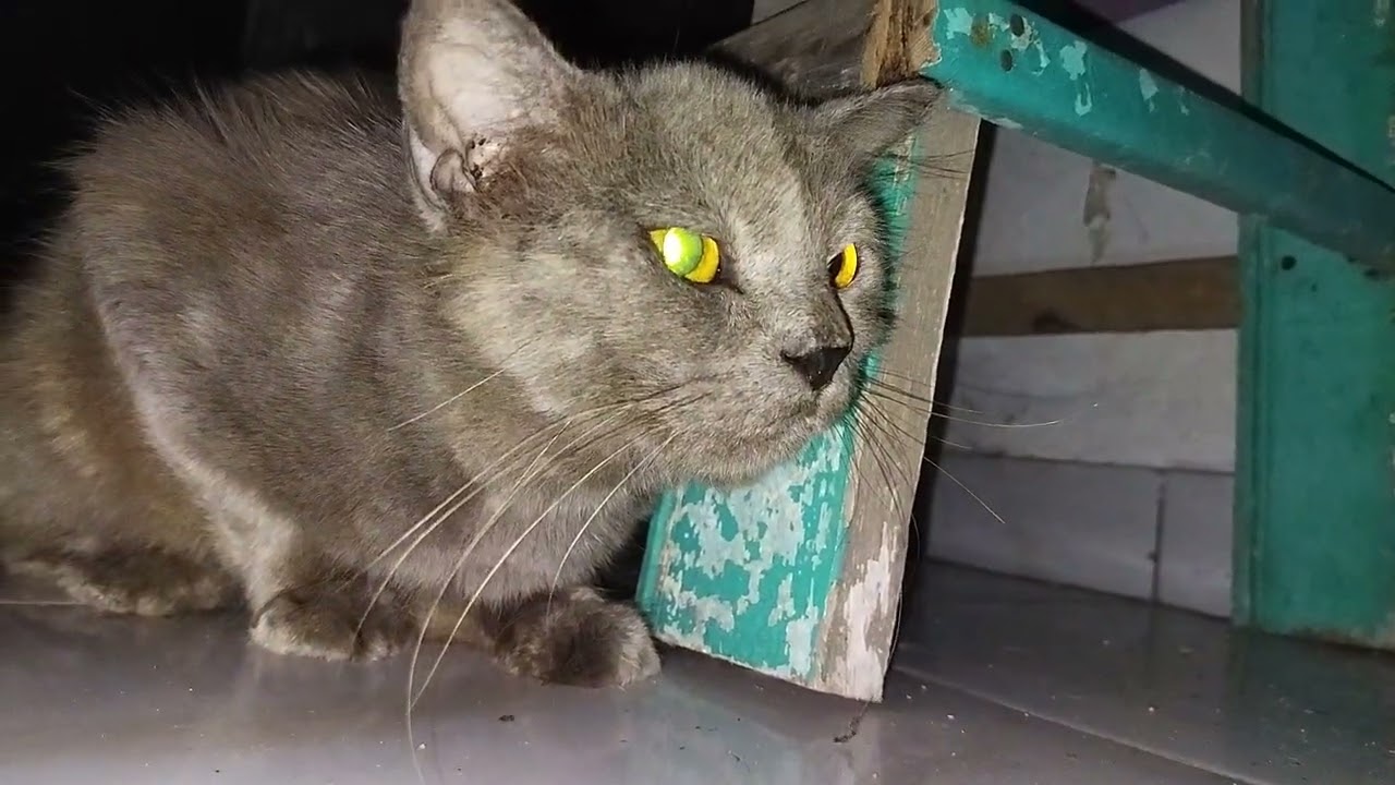 Kucing anggora ketemu kucing kampung 😅