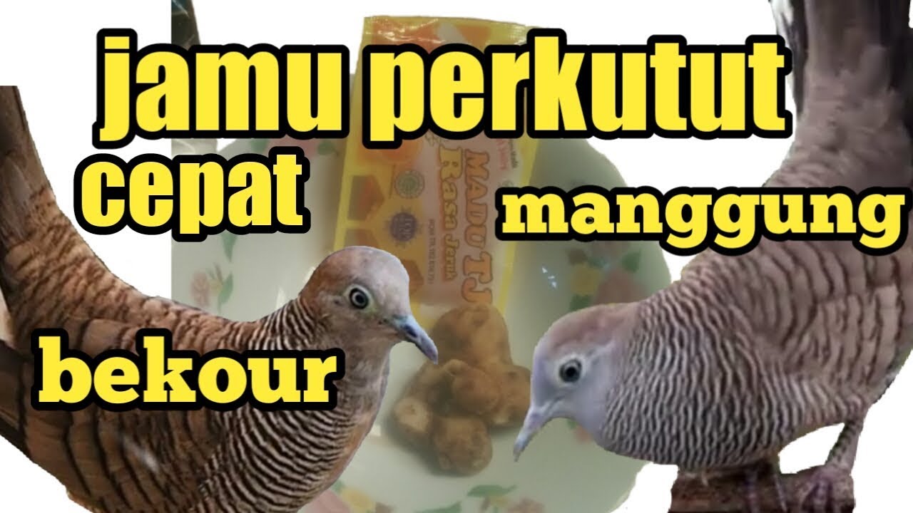 Cara membuat jamu perkutut supaya cepat manggung cepat birahi