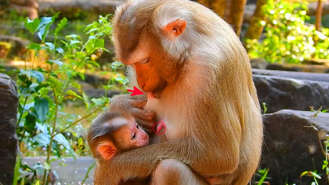 Newborn is unhappy coz his mother breastfeeds his milk, Newborn feels sad coz mother drink his milk