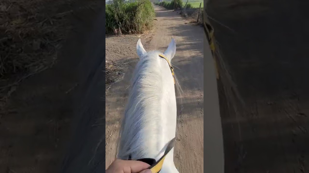 اسس التغذية الصحيحة في الخيل -واتقاء الامراض