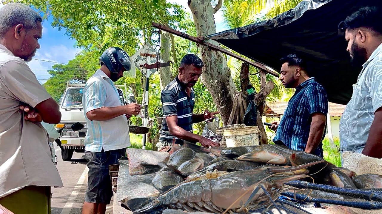Amazing!! Island Village Street's Fresh Fish Market Live In Sri Lanka