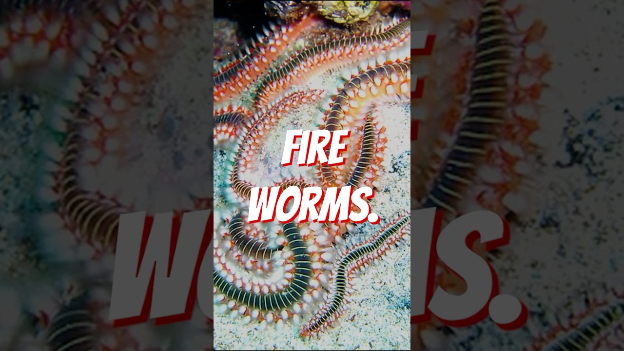 Don&rsquo;t Touch These Venomous Worms! (Fire Worms Explained)