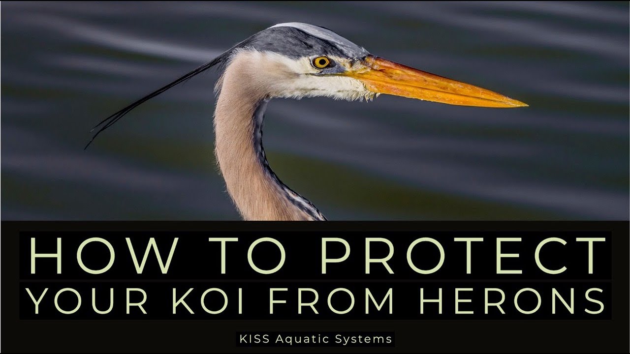 How to Protect Your Koi from Herons