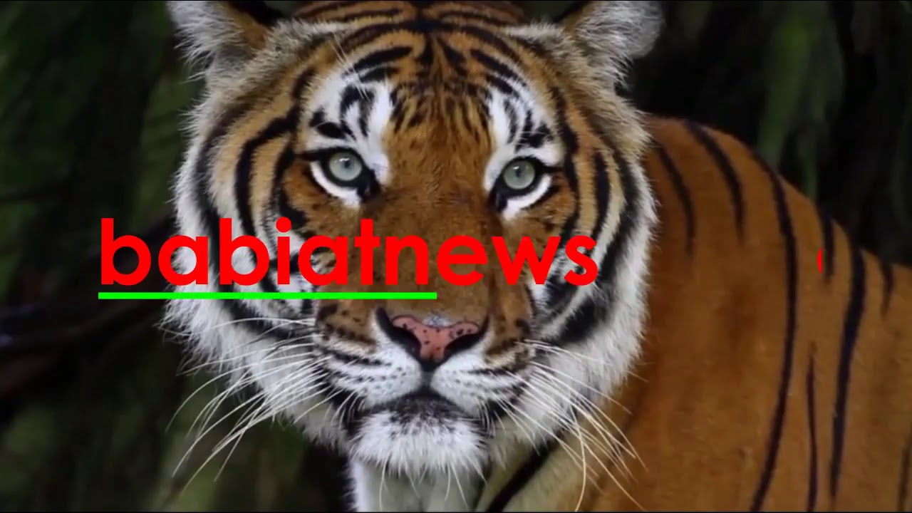 SUARA HARIMAU SUMATERA MENGAUNG - THE TIGER SUMATERA