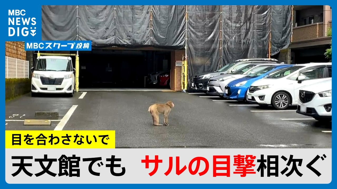 天文館にもサル出没！堂々と横断歩道渡る姿も…同じサル1匹か　城西中学校でも　鹿児島(MBCニューズナウ 2026年2月25日放送）
