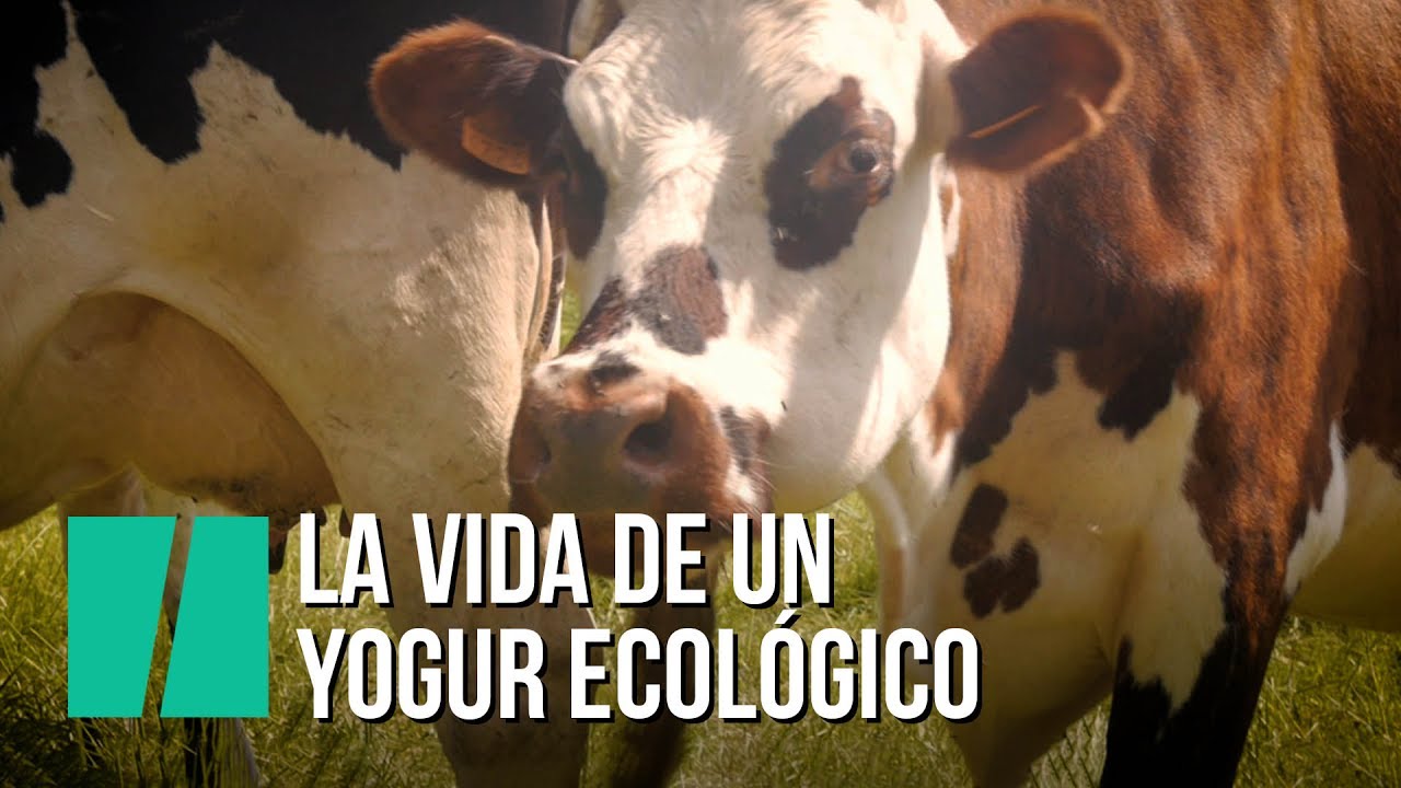 La vida de un yogur ecol&oacute;gico, del campo a la mesa