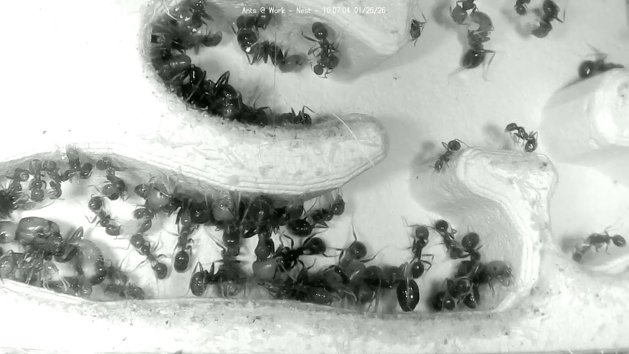 🔴 Ants at Work - Nest - Day 1920, Messor Barbarus Ants Live Webcam, Ant Farm in Hamburg, Germany