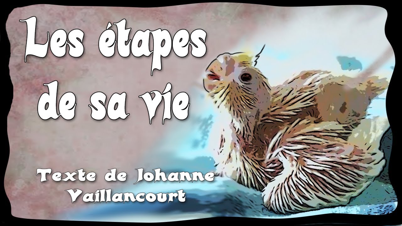 Les Grandes Etapes de la Vie de Perroquet - Selon le texte de Johanne Vaillancourt