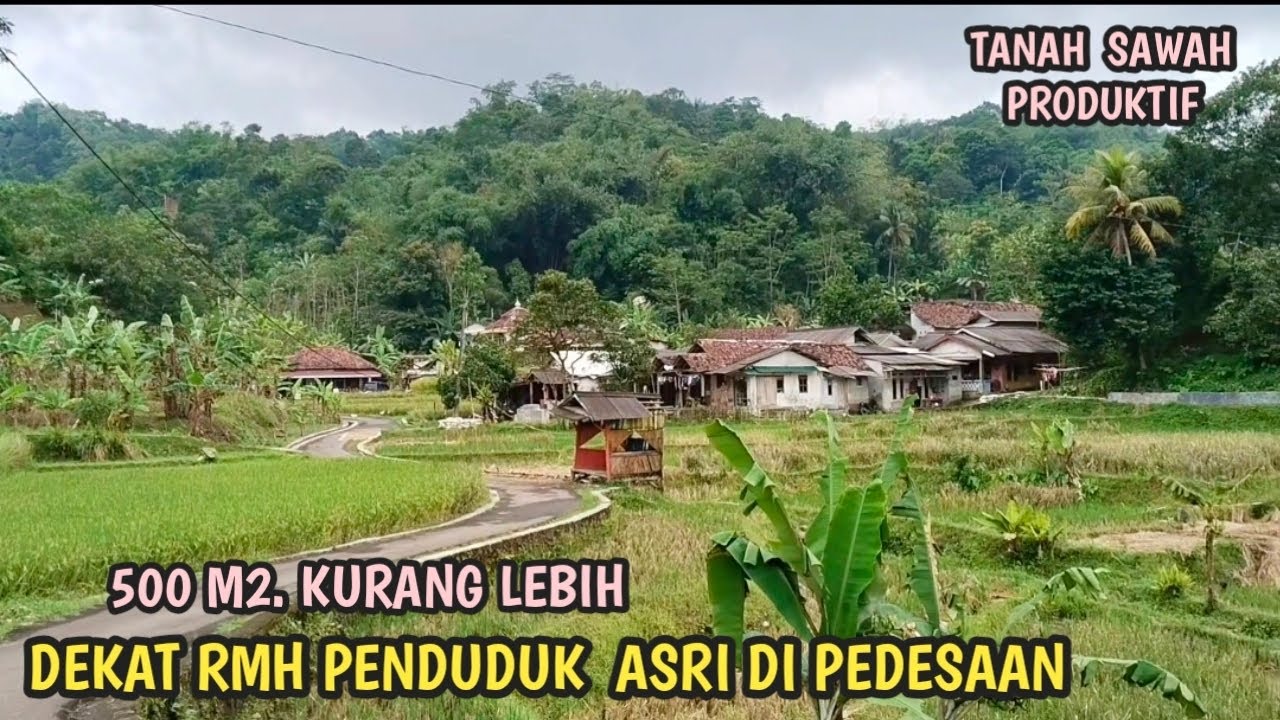 Dijual Tanah Sawah Produktif Suasana Asri Di pedesaan buat bangun rumah inves dll
