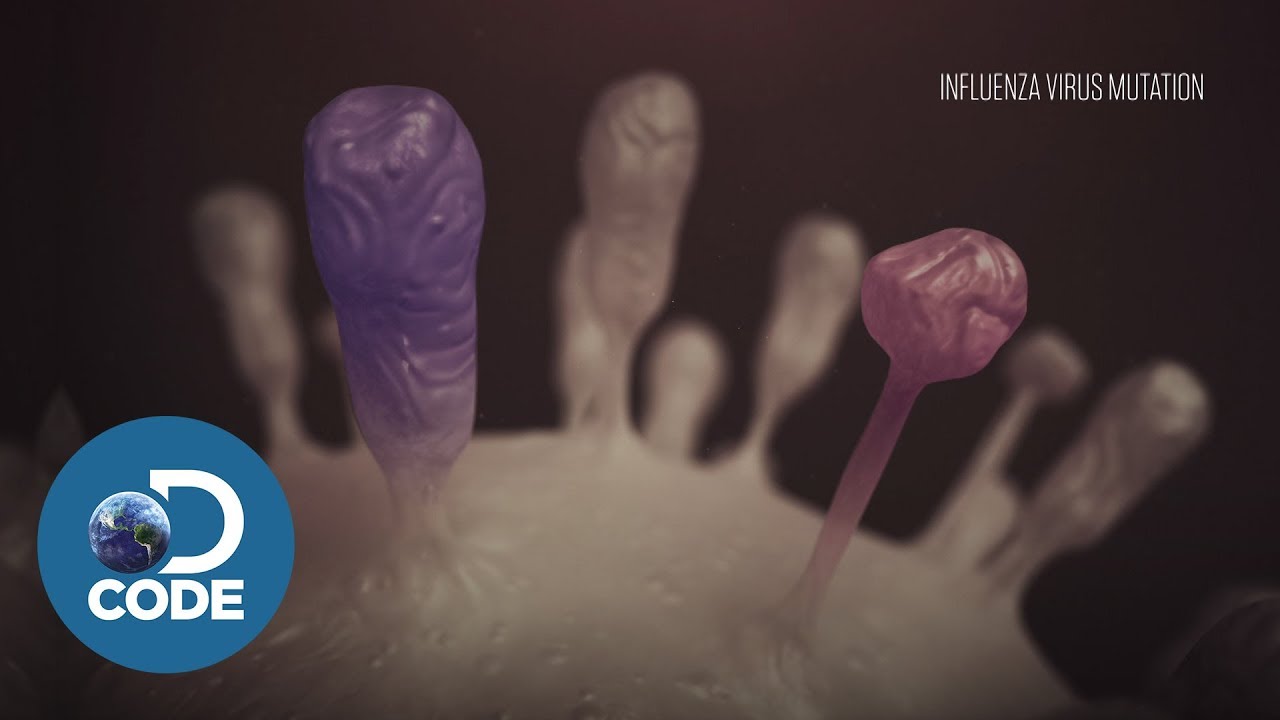 How Seasonal Influenza Viruses Evolves