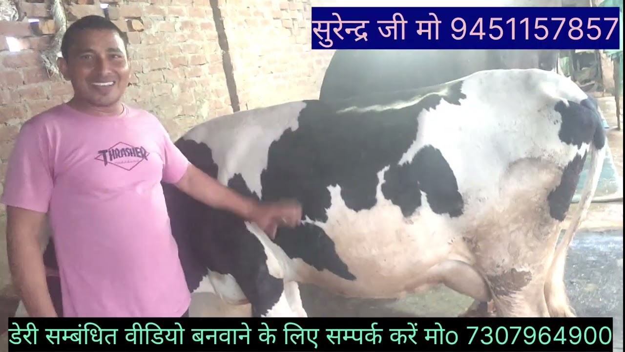 गाजीपुर में अच्छे ब्रीडर सुरेन्द्र जी के द्वारा नए पशुपालकों के लिए एक अच्छा सुझाव #cow #animals 