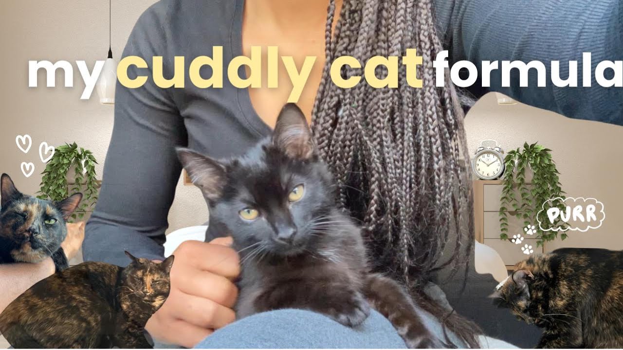 Want a Cuddly Cat? This Is Your Secret Weapon