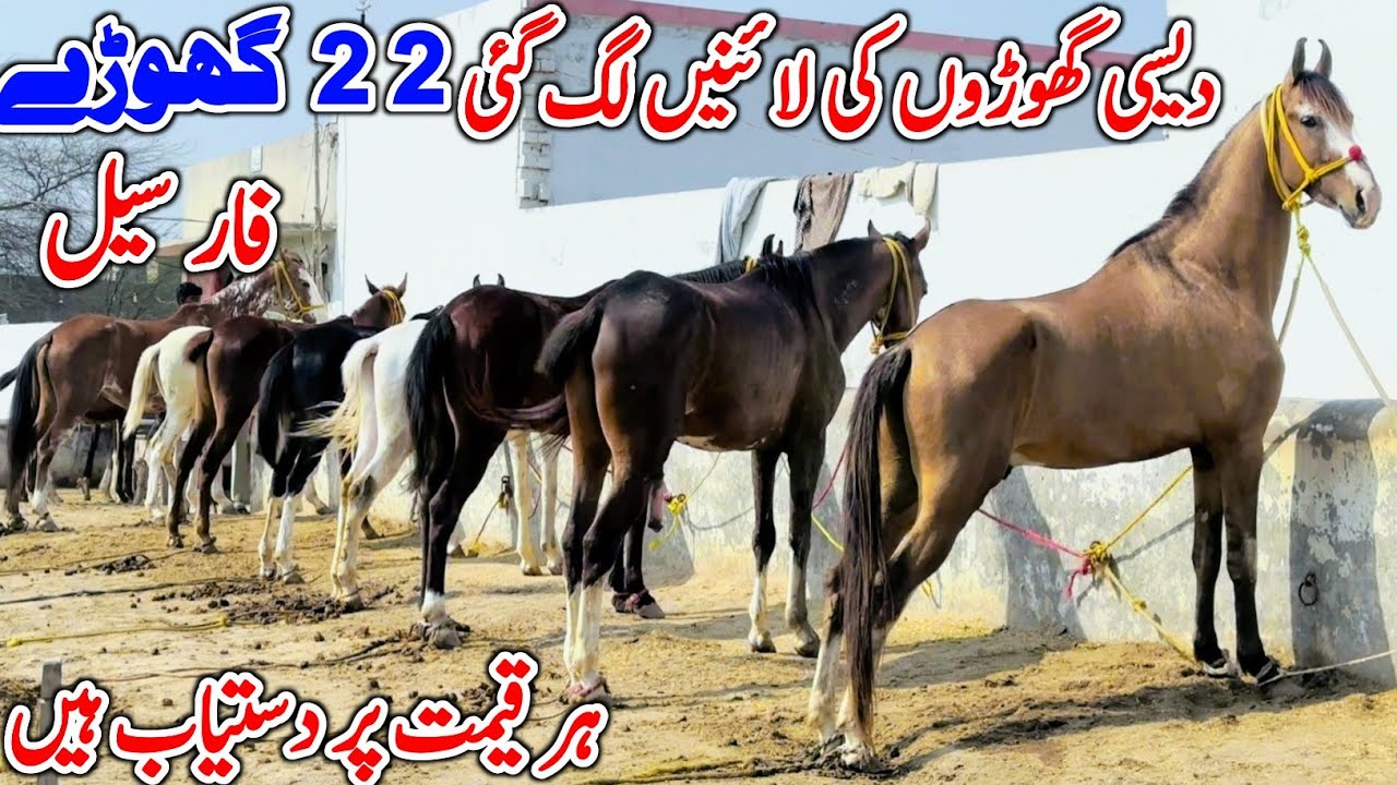 Desi Horse & Desi Wachere For Sale 🐎 2026 | Desi Horse Farm | Horse Sale In Punjab 