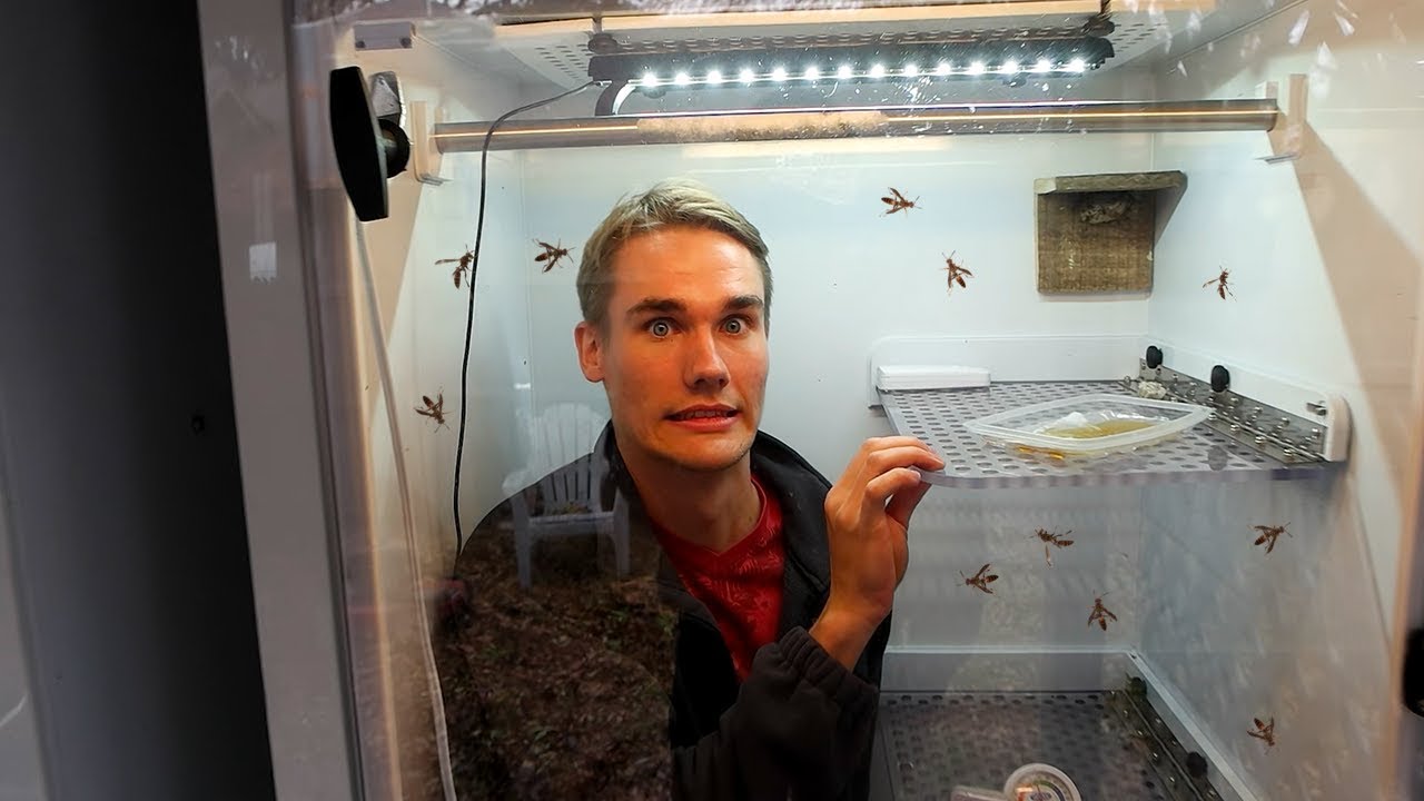 TRAPPED in my Wasp Habitat - Keeping Wasps as Pets