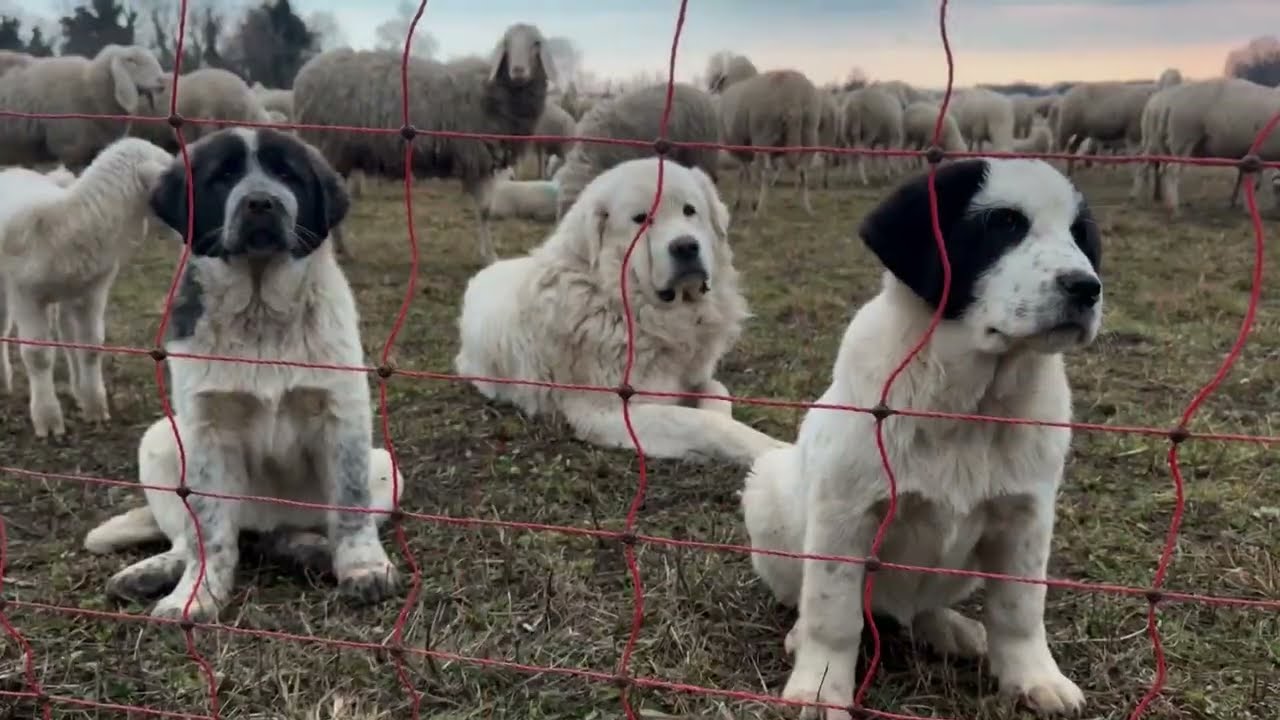Bora e Brina nel recinto con Pioggia 