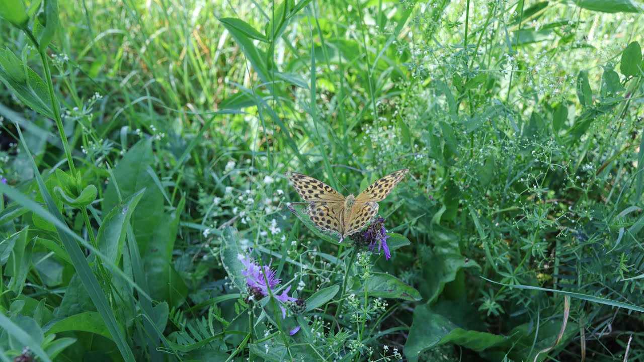 Wildflowers
