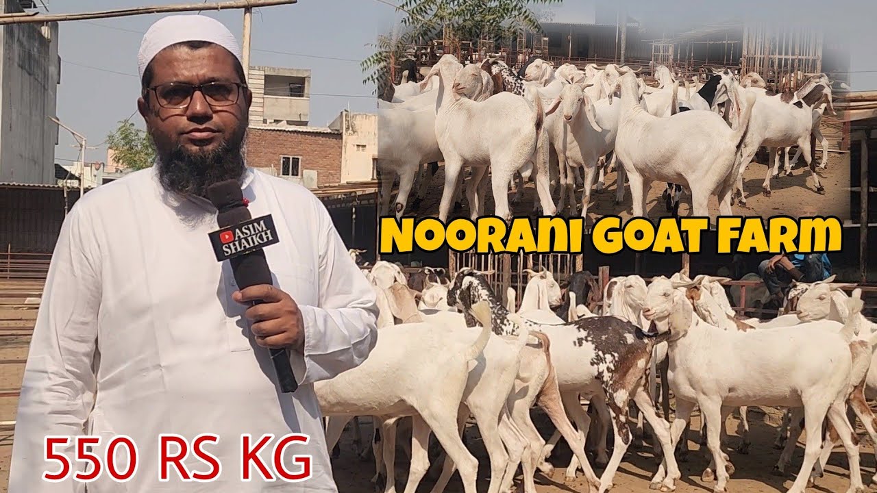 Sojat Collection Saste Rates Main Set Bakre Qurbani Special | Noorani Goat Farm Surat Gujarat