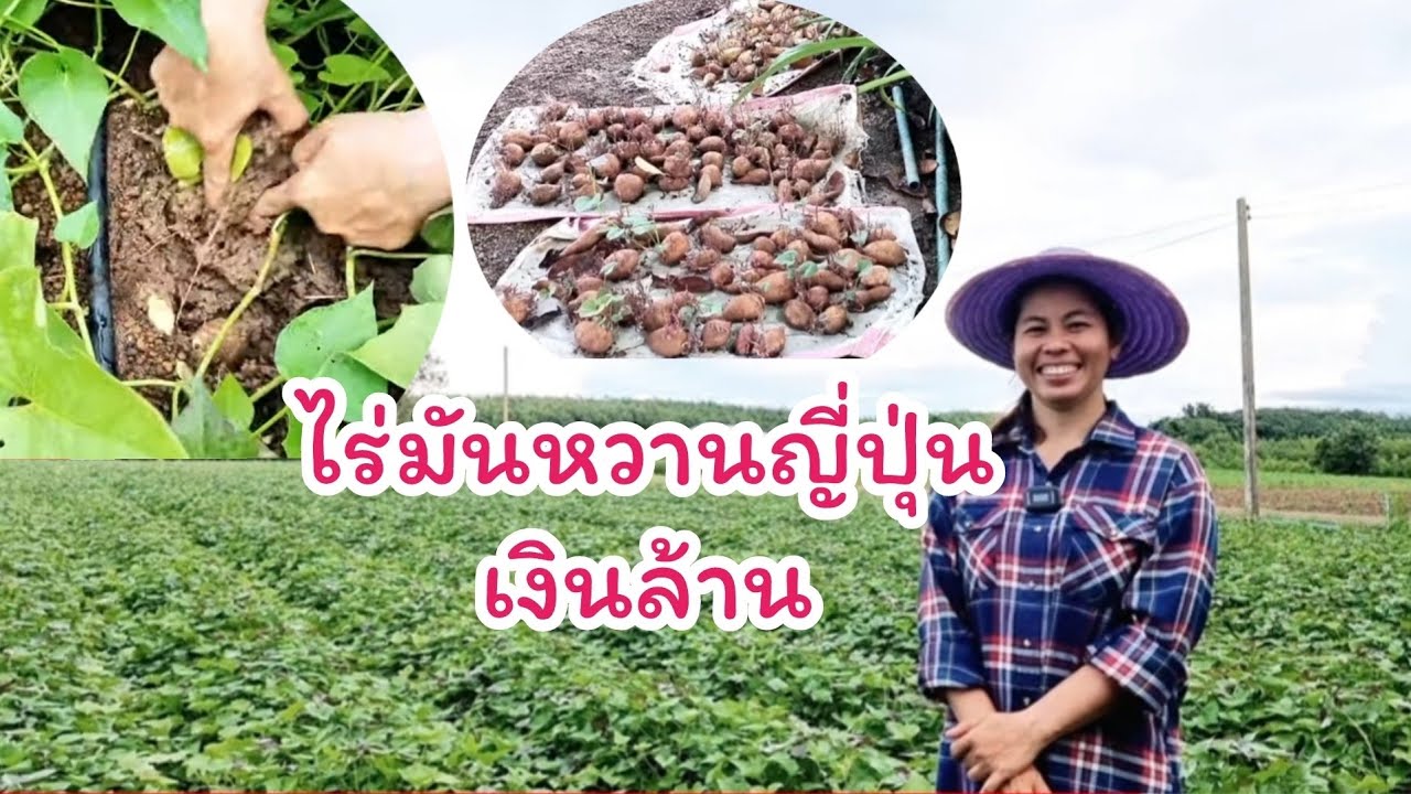 ไร่#มันหวานญี่ปุ่น  ขายดีตลอดปี รายได้หลักล้าน!! #ราคามันหวานญี่ปุ่น #วิธีปลูกมันหวานญี่ปุ่น