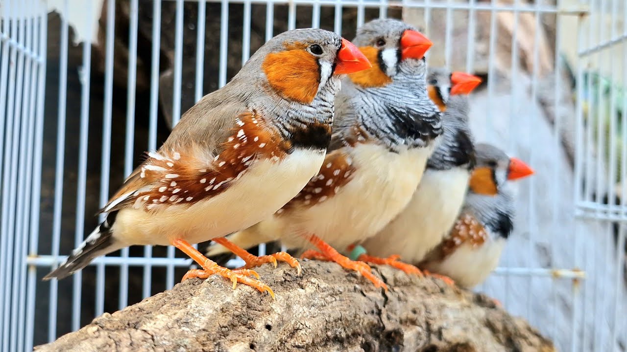 Zebra finch singing sound : If your bird is lonely please play this video.